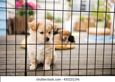 Litter Of Foster Puppies Playing In Secure Area Outside On Wooden Deck