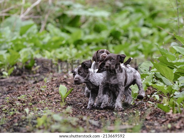 Litter German Shorthaired Pointer Puppies Playing Stock Photo