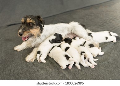 A Litter Of Little Dog Breed. Newborn Dogs Puppies - 14 Days Old - Jack Russell Terrier Doggies  Drinking Milk On Her Mother