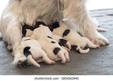 A Litter Of Little Dog Breed. Newborn Dogs Puppies - 2 Days Old - Jack Russell Terrier Doggies  Drinking Milk On Her Mother