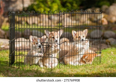 Litter Of Pembroke Welsh Corgi Puppies Sitting In A Puppy Cage