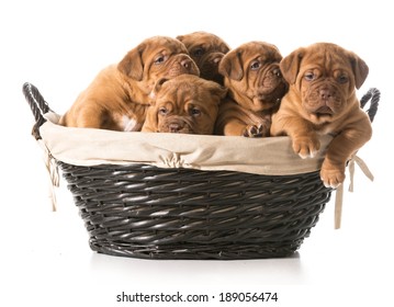 Litter Of Puppies In A Basket - Dogue De Bordeaux - 5 Weeks Old