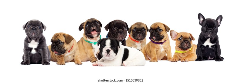 Litter Of Puppies, French Bulldog