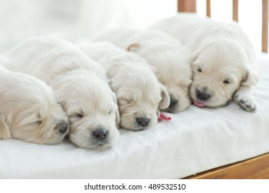 Litter Of Puppies Labrador Retriever Playing In Dog Bed