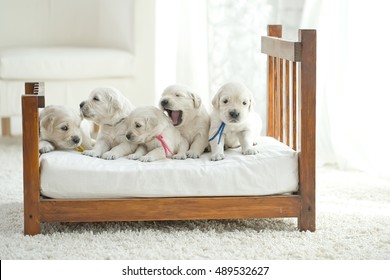 Litter Of Puppies Labrador Retriever Playing In Dog Bed