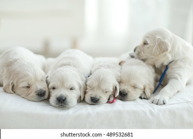 Litter Of Puppies Labrador Retriever Playing In Dog Bed