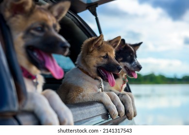 Litter Of Puppies In Pickup.