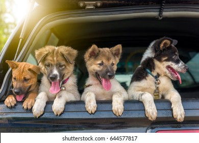 Litter Of Puppies In Pickup