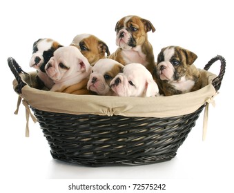 Litter Of Puppies - Wicker Basket Full Of English Bulldog Puppies - 6 Weeks Old