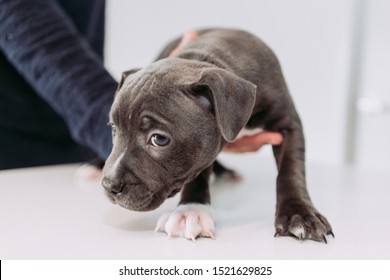 A litter of Purebred Blue English staffy puppies posing for photos. - Shutterstock ID 1521629825