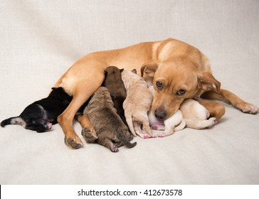 Litter Of Small Breed Puppies