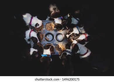 A Litter Of Ten Boston Terrier Puppies Eating Food From A Cupcake Pan