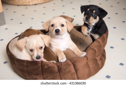 Litter of Terrier Mix Puppies Falling Asleep in Brown Dog Bed