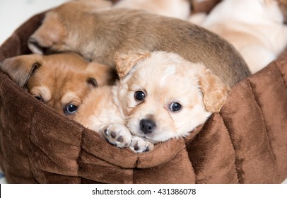 Litter Of Terrier Mix Puppies Falling Asleep In Brown Dog Bed