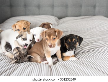 Litter Of Terrier Mix Puppies Playing On Bed