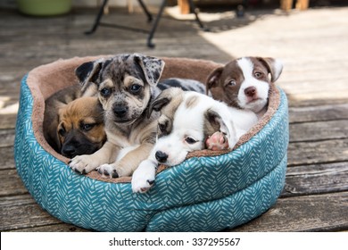 Litter Of Terrier Mix Puppies Playing In Dog Bed Outside On Wooden Deck