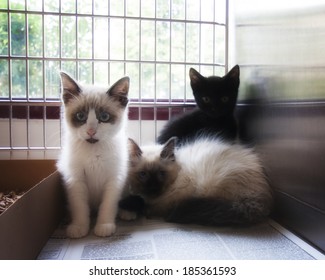  A Litter Of Tiny Kittens In An Animal Shelter, Waiting For A Home With A Soft Glow Filter