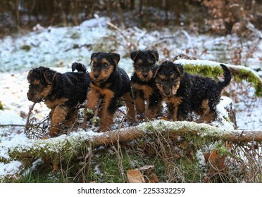 A litter of young Welsh Terrier gundog hunting dog puppys is posing in the winter forest with snow and ice.