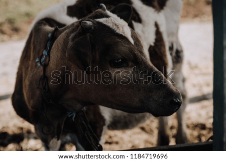 little adorable calf standing in stall at farm 