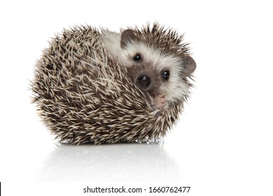 little african hedgehog with spiky fur rolling over while looking at camera happy on white studio background