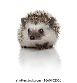 Little African Hedgehog With Spiky Fur Sitting And Looking Away Curious On White Studio Background