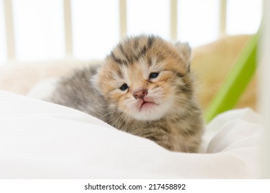 Little American Short hair kitten sleeping on bed