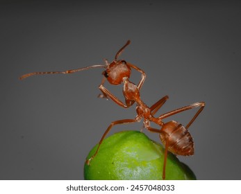 A little ant that is in the process of doing something.
