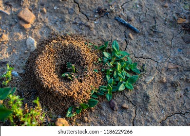 
Little Anthill, Ants