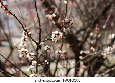 Little apricot flowers bloom in front of your eyes. Spring gives new life to the tree and we can admire the beauty of Mother Nature. - Shutterstock ID 1693180378