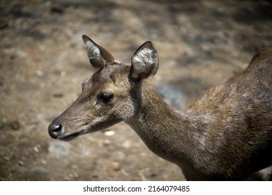 little asian bawean deer (Hyelaphus kuhlii) head close up. asian fauna. deer cub searching for mom