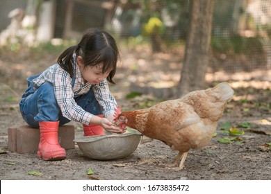 Little asian girl feeding hen happily and enjoy in the chicken farm. First learning of little children. Happy family concept. - Powered by Shutterstock