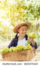 Little Asian Girl With Grapes Smiles And Shows A Bunch. Asia Gardener Kid Girl Harvesting Bunch Of Green Grapes In The Vineyard