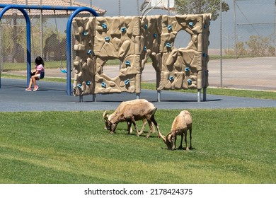 Little Asian Girl Plays on Swing with Habituated Big Horn Sheep Feeding Nearby in a Park in Nevada, USA