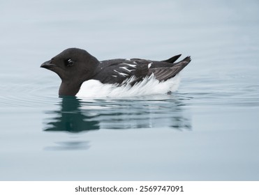 Little Auk or Dovekie, Alle alle, Svalbard, Europe