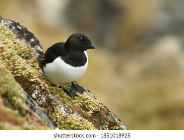 Little Auk perched on a rock in the colony on Spitsbergen