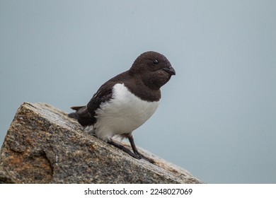 Little auk roosting on their rocky nests in Svalbard, Arctic 	
				