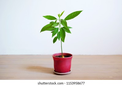 Little Avocado Tree In A Flower Pot On The White Background