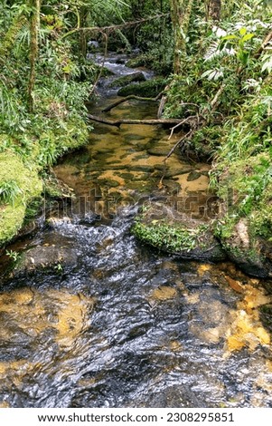 Little babbling creek in the wilderness. A stream or clean water and green foliage. Small river flowing through the trees covered with green grass with stones.