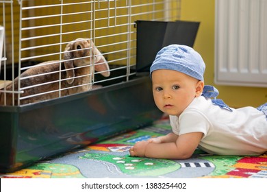 Little Baby Boy, Staying Next To Rabbit Cage, Looking At His Pet Friend