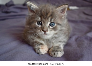 Chat Maine Coon Images Stock Photos Vectors Shutterstock