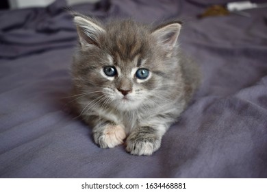 Chat Maine Coon Images Stock Photos Vectors Shutterstock