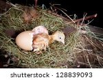 Little baby chick hatching from its egg