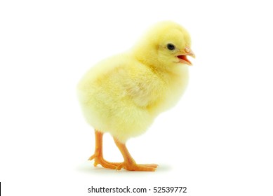 Poulet De Bebe Images Stock Photos Vectors Shutterstock