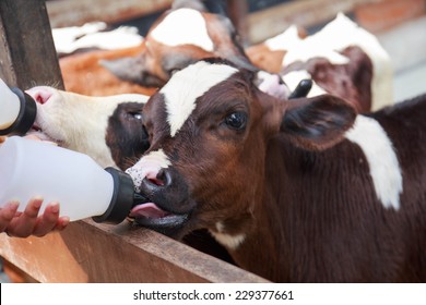 Little Baby Cow Feeding From Milk Bottle.