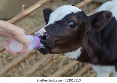 Little Baby Cow Feeding From Milk Bottle.