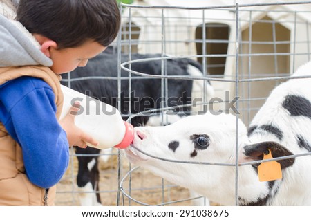 Similar – Little baby cow feeding from milk bottle.