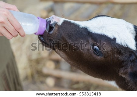 Similar – Little baby cow feeding from milk bottle.