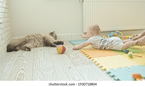 A Little Baby Crawling Closer To The Cat - His Mother Moving Him Away From The Cat