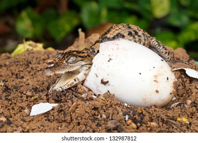 Little Baby Crocodiles Hatching Stock Photo 132987812 | Shutterstock