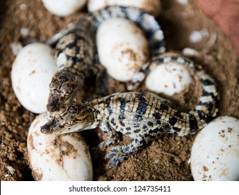 Baby Crocodile Images Photos Et Images Vectorielles De Stock Shutterstock